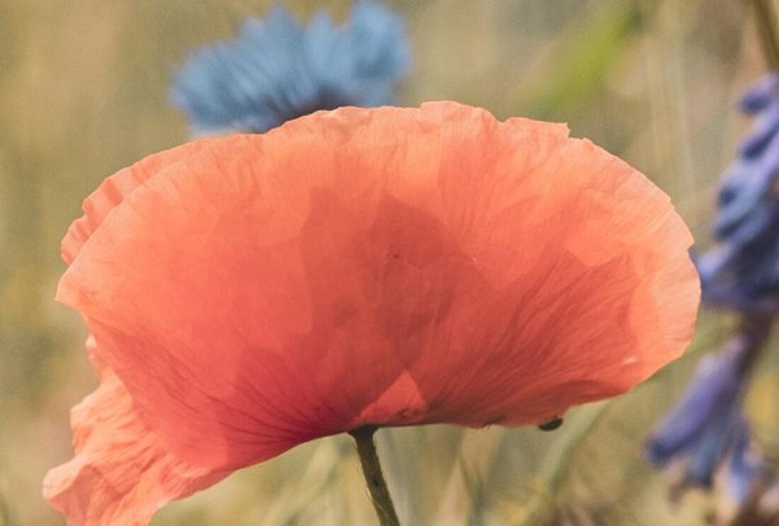 Klatschmohn und Kornblumen am Feldrand